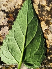 Scrophularia scorodonia