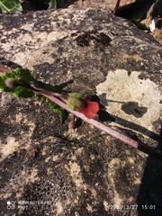 Scrophularia scorodonia