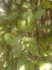 Myrcianthes fragrans