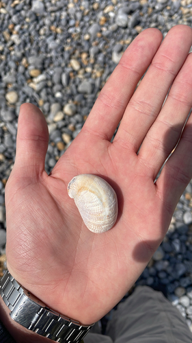Crepidula fornicata