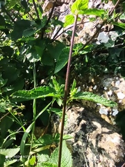 Scrophularia scorodonia