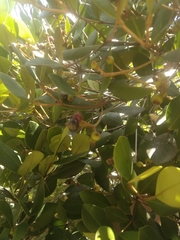 Myrcianthes fragrans