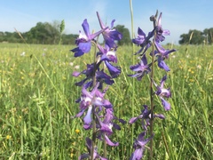 Delphinium carolinianum