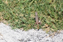 Leiocephalus psammodromus