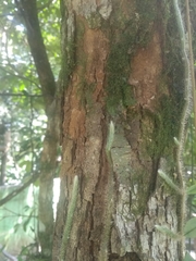 Myrcianthes fragrans