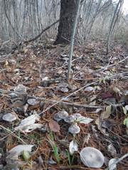 Tricholoma virgatum