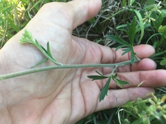 Delphinium carolinianum