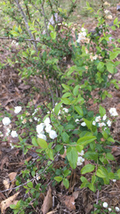 Spiraea prunifolia