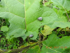 Leptinotarsa undecimlineata