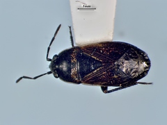 Trapezonotus arenarius