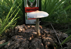 Psilocybe cubensis