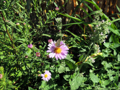 Zizina otis labradus