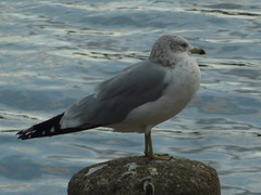 Larus delawarensis