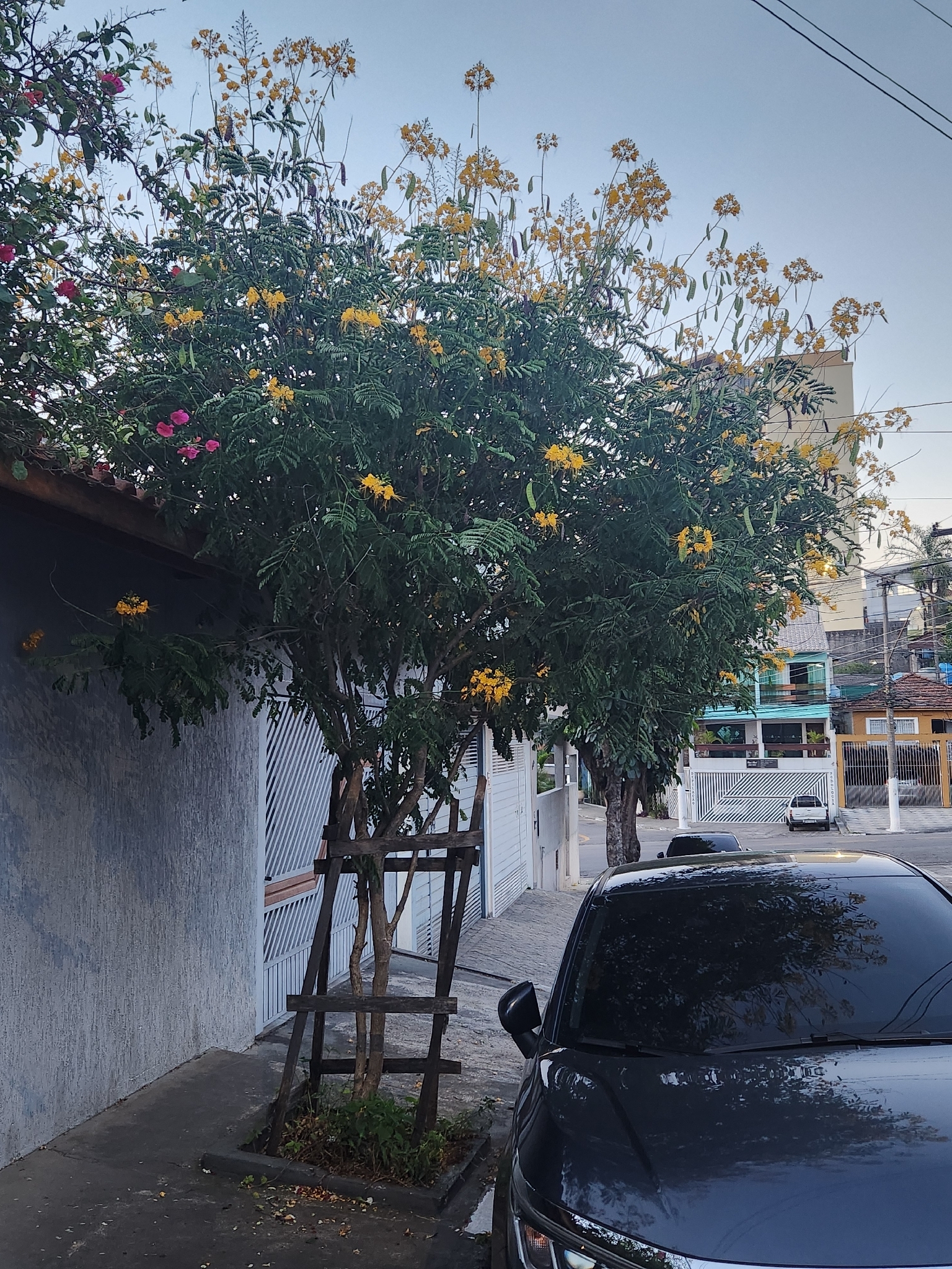 Caesalpinia pulcherrima