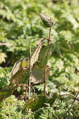 Viburnum rhytidophyllum