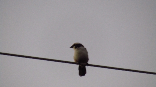 Southern White-crowned Shrike (Eurocephalus anguitimens), photo 2