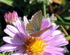 Zizina otis labradus