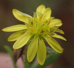 Osteospermum muricatum