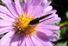 Zizina otis labradus