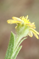 Osteospermum muricatum