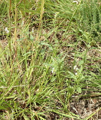 Heliotropium ciliatum