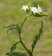 Heliotropium ciliatum