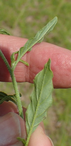 Image of Heliotropium ciliatum by (c) Nicola van Berkel, some rights reserved (CC BY-SA)