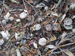 Tricholoma virgatum
