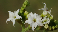 Heliotropium ciliatum