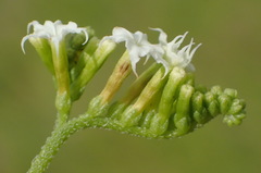 Heliotropium ciliatum