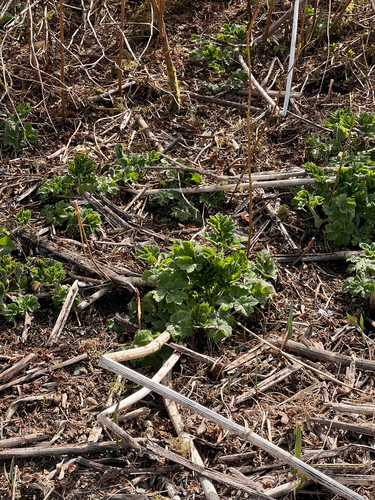Cirsium kamtschaticum