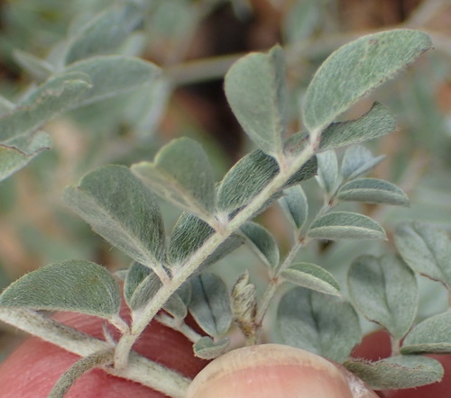 Image of Indigofera melanadenia by (c) Nicola van Berkel, some rights reserved (CC BY-SA)