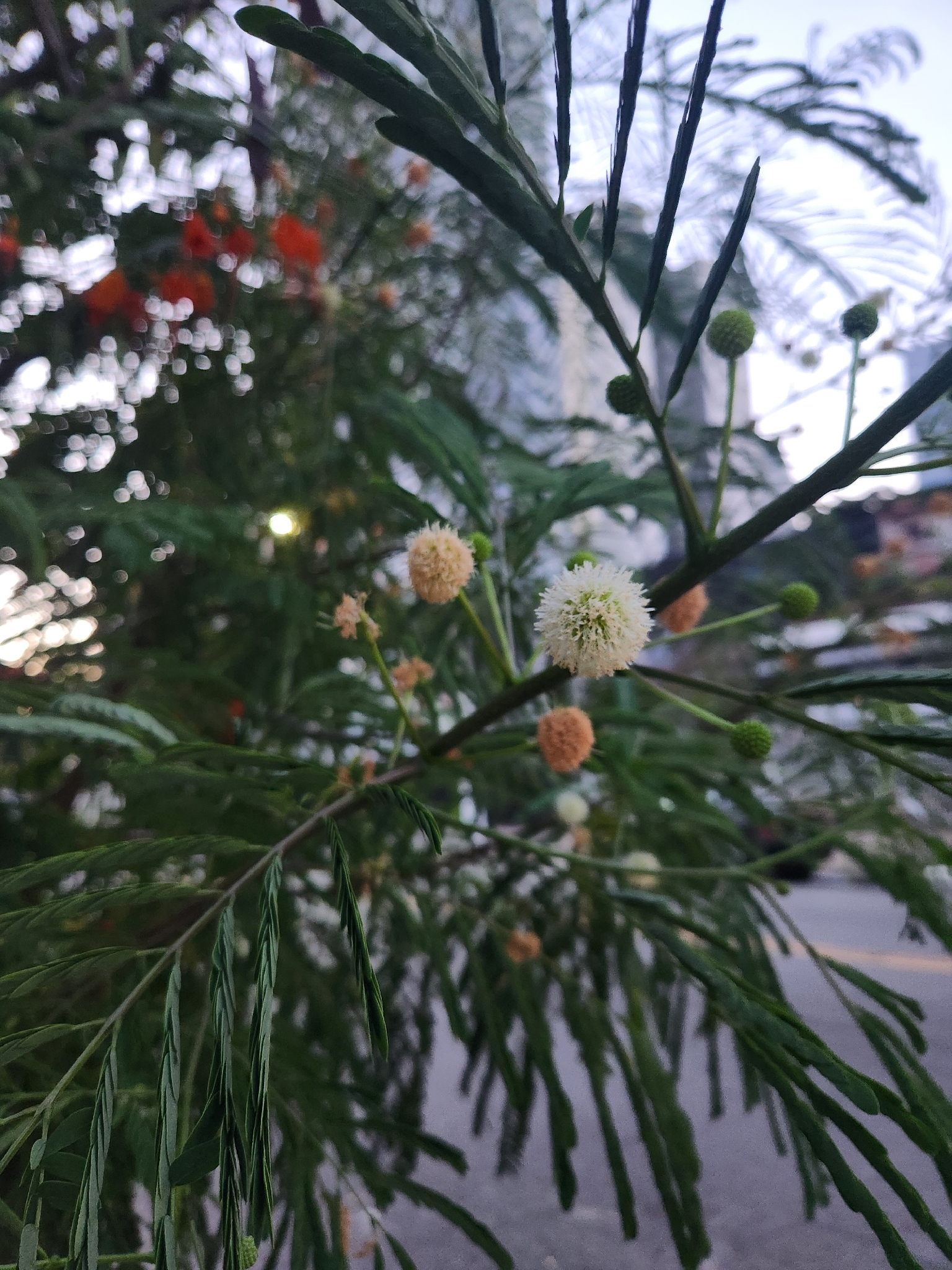 Leucaena leucocephala