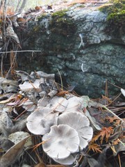 Tricholoma virgatum