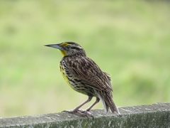 Sturnella magna