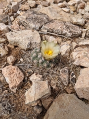 Pediocactus bradyi