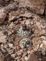 Pediocactus bradyi