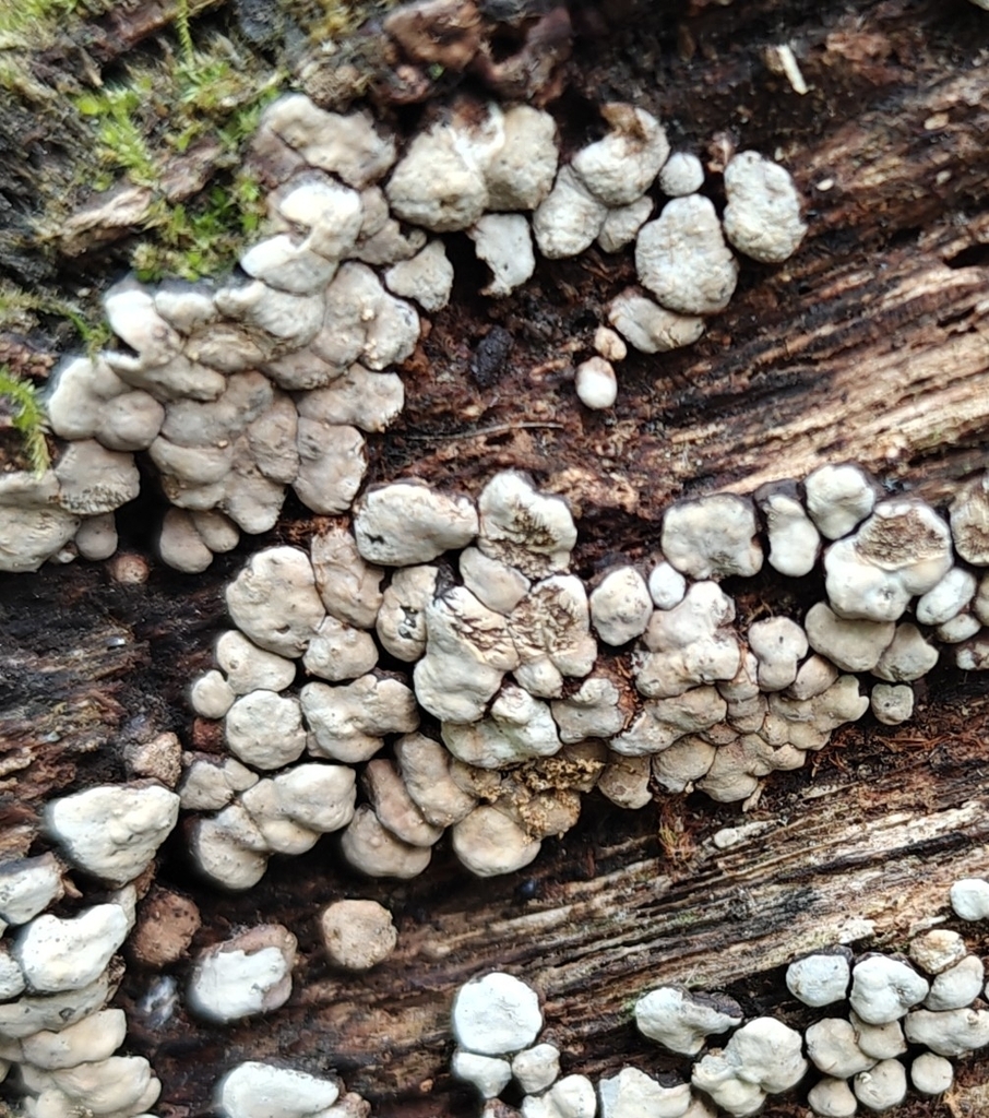 Xylobolus frustulatus · April 2026 · photo: © markjones6 (iNaturalist, cc0)