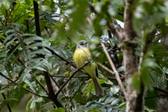 Pogonotriccus ophthalmicus