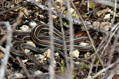 Thamnophis sirtalis tetrataenia