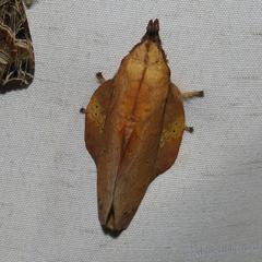 Gastropacha quercifolia