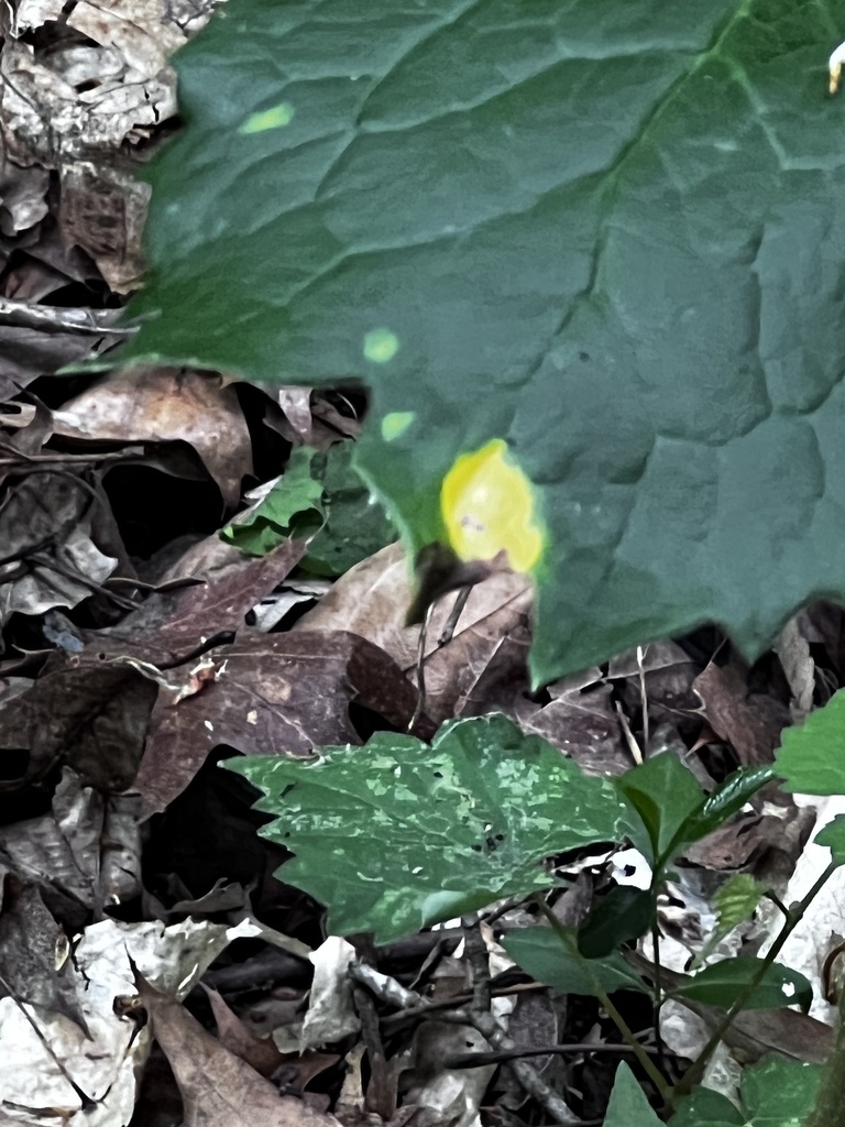 Mayapple Rust Mayapple Rust from Waverly Park, Louisville, KY, US on April 26, 2026 ...