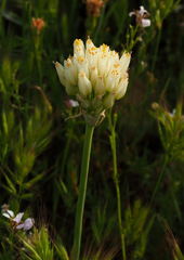 Allium erdelii