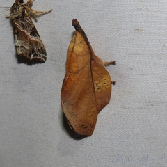 Gastropacha quercifolia