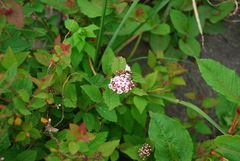 Spiraea hayatana