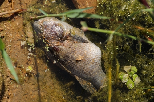 Oreochromis niloticus