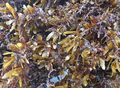 Sargassum elegans
