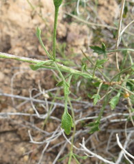 Pleurocoronis pluriseta