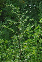 Artemisia vulgaris
