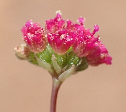 Wineflower